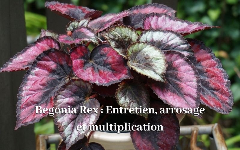 Begonia Rex (Bégonia royal) : Entretien, arrosage et multiplication
