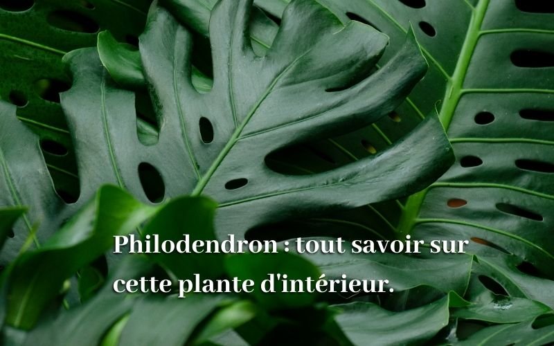 Philodendron : quelles sont les différentes variétés et comment bien l'entretenir ?
