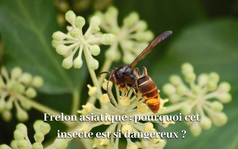 Frelon asiatique : pourquoi cet insecte est si dangereux ?