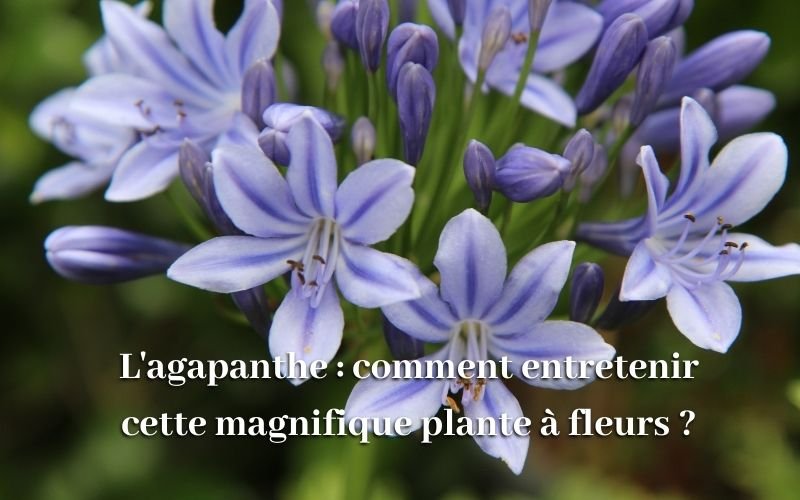 L'agapanthe : comment entretenir cette magnifique plante à fleurs ?