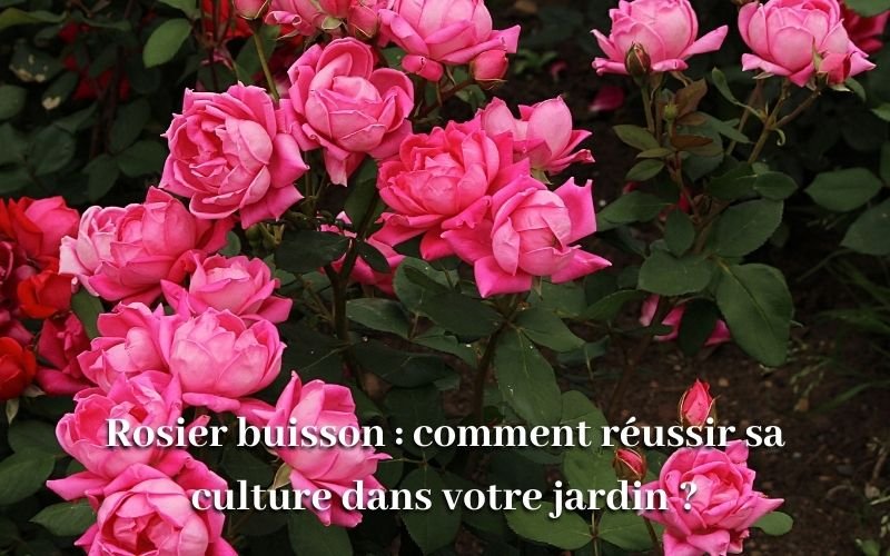 Rosier buisson : comment réussir sa culture dans votre jardin ?